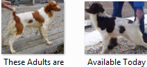 Trained Adults Available - Steady to wing & shot
