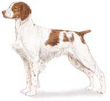 Brittanys, Brittany Spaniel, Downwind Kennels, Downwind
