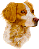 dowwindkennels