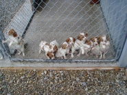 Ontario breeder of Brittanys