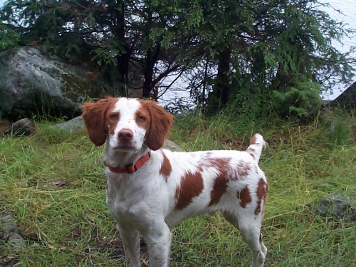 goraul dog flea collar