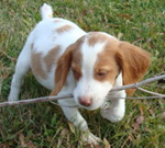 Brittanys bred by Mary Lou and Lorne Fitch At Downwind Kennels in Ontario, Canada