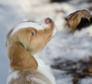 Ontario breeder of Brittanys