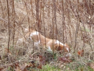 From Downwind Kennels