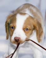 downwindkennel brittany
