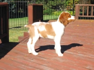 From Downwind Kennels