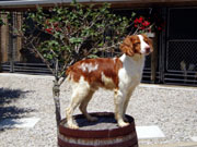 Male